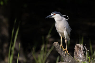 Black-crowned Night Heron