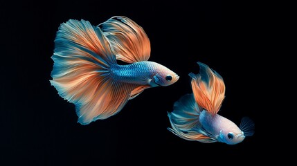 Two colorful Siamese fighting fish swimming in a black background.