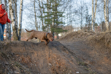 Beautiful young girl with a dog outdoors.