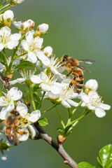 Biene an einer Blüte