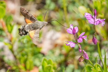 Taubenschwänzchen an einer Blüte