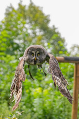 Bartkauz im Anflug