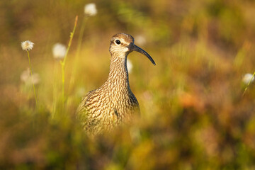 Portrait of a Common whimbrel in a summery wetland in Riisitunturi National Park, Northern Finland	