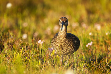 Portrait of a Common whimbrel in a summery wetland in Riisitunturi National Park, Northern Finland	