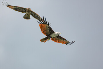 Brahminenweihe mit Adler im Hintergrund