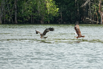 Brahmineneweihe und Adler beim Jagen