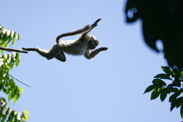 Affe im Sprung
