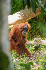 Orang-Utan Weibchen mit Baby