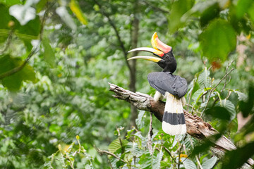 Hornvogel im Dschungel