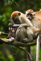 Affen Familie