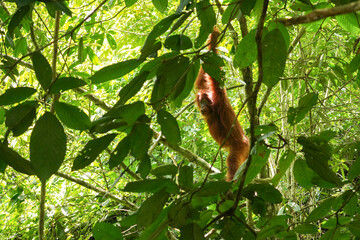 Orang-Utan Weibchen im Regenwald