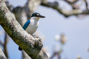 Eisvogel auf einem Ast