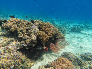 Unterwasserwelt in Bali