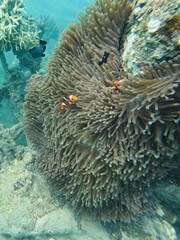 Clownfisch in einer Anemone