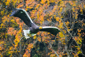 Russischer Riesenseeadler