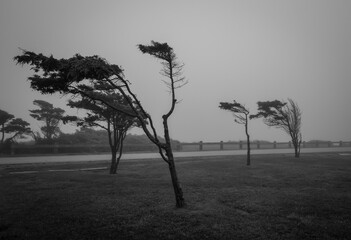 Black and white image of twisted trees growing on the rugged and windy coast of Newport Rhode...