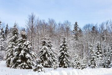 Snow-Covered Forest Trees in a Serene Winter Landscape