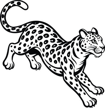 snow leopard jump on white background