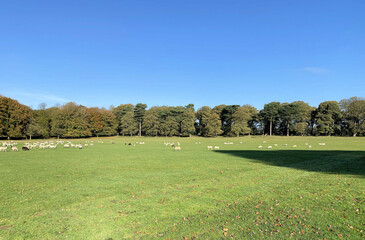 A view of Sheep in the meadow