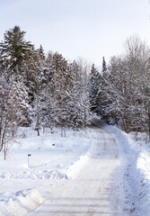 Winter Wonderland Scenic Snowy Forest Pathway
