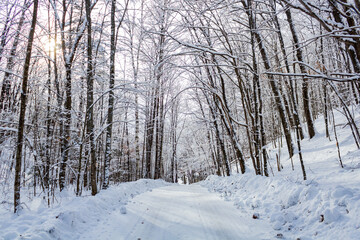 Scenic Winter Forest Pathway with Snow-Covered Trees