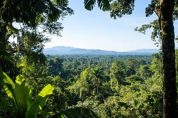 Obraz premium Panoramic view of lush green rainforest canopy.