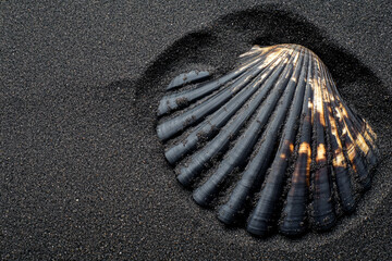 A beautiful shell resting on fine black sand at the beach during twilight