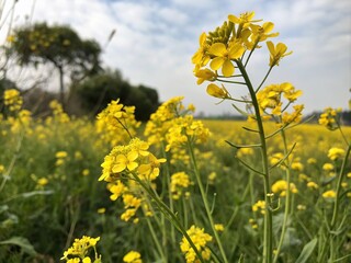 Fototapeta premium field of yellow flowers generative ai