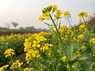 Fototapeta premium field of yellow flowers generative ai