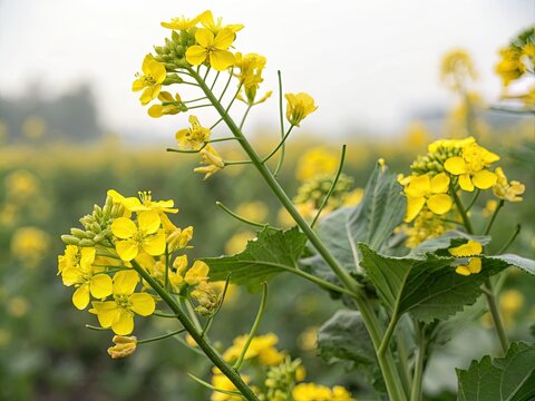field of yellow flowers generative ai