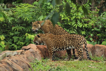 onças no parque zoobotânico em parauapebas, pará  