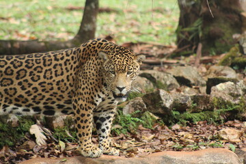 onças no parque zoobotânico em parauapebas, pará 