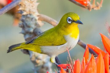 Oriental White Eye