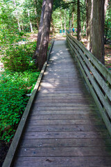 Obraz premium Peaceful Wooden Pathway Through Serene Forest Landscape