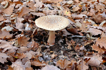 Ein Perlpilz im Laubwald Niederösterreichs