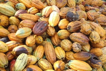 colheita de cacau em medicilândia, pará 