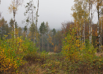 Fototapeta premium Herbstwald mit vielen bunten Laub der Birken