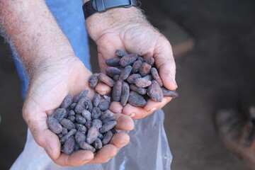 amêndoas secas de cacau 