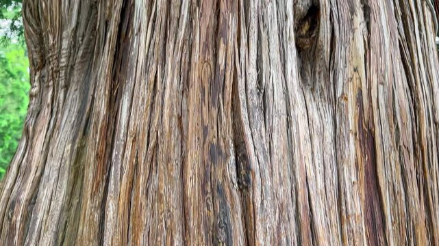 Close-up of a cypress trunk in a summer park. The camera moves up.