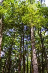 Obraz premium Tall Evergreen Trees Reaching Towards the Clear Sky