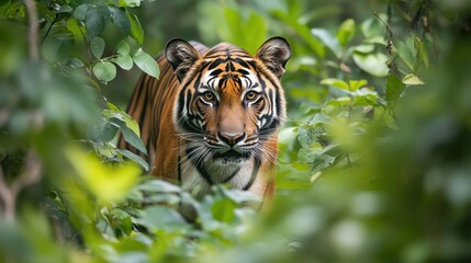 A Tiger Partially Hidden in Lush Foliage