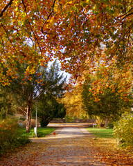 autumn in the park