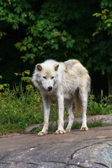Majestic White Wolf Standing in the Forest Clearing