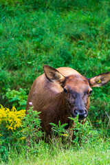 Fototapeta premium Young Elk Grazing in a Lush Green Meadow Field
