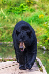 Majestic Black Bear Strolling in Natural Habitat