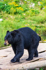 Majestic Black Bear Strolling Across a Wooden Bridge