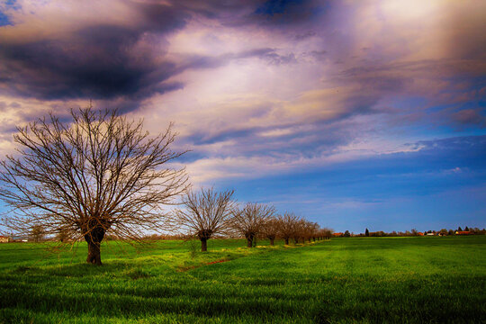 Dramatic sky over a row of mulberry trees in an agricultural field, San Giuliano Nuovo, Alessandria, Piedmont, Italy