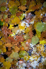 Autumn yellow leaves lie on the water in the garden pond