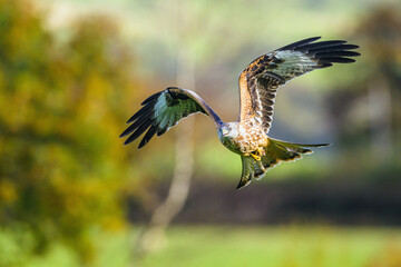 Red Kite, Milvus milvus, bird in flight