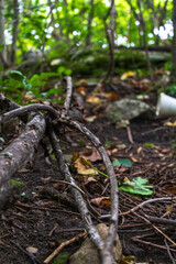 Close-Up of Forest Floor with Twigs and Leaves